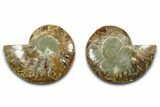 Cut & Polished Ammonite Fossil - Madagascar #377527-1